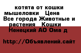 котята от кошки мышеловки › Цена ­ 10 - Все города Животные и растения » Кошки   . Ненецкий АО,Ома д.